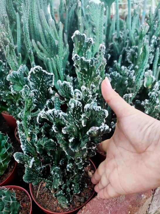 残雪，高度20至30公分，冠幅15至20公...