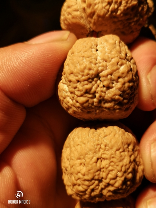 蛤蟆头手持，野生蛤蟆头，正宗癞江包，癞蛤蟆...