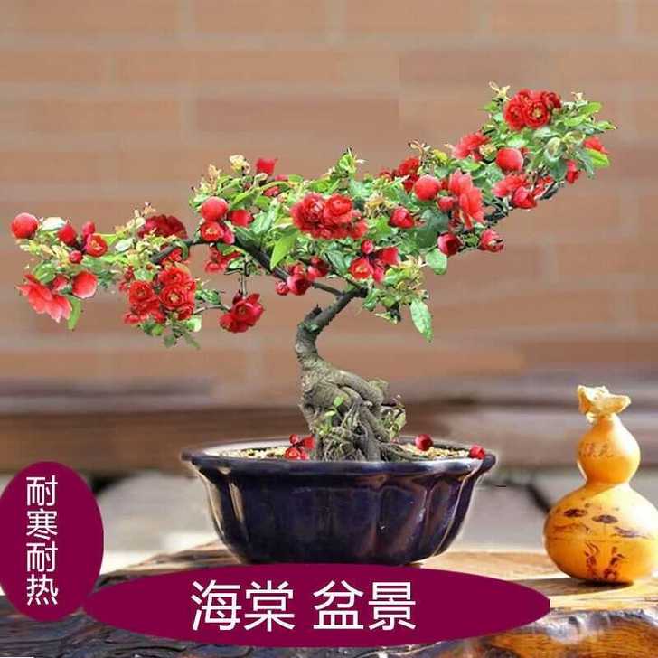 海棠花盆栽重瓣耐寒观花观果阳台庭院种植 海...