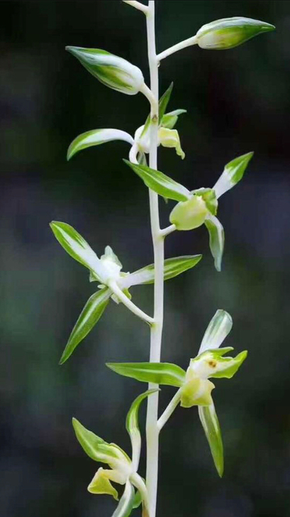 墨兰带艺翠顶白玉2苗1芽,诱人的色花,开花...