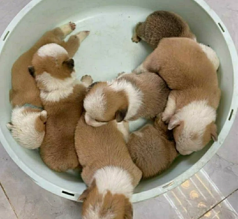 纯种柯基幼犬，同城自提，两个月多月了，性格...
