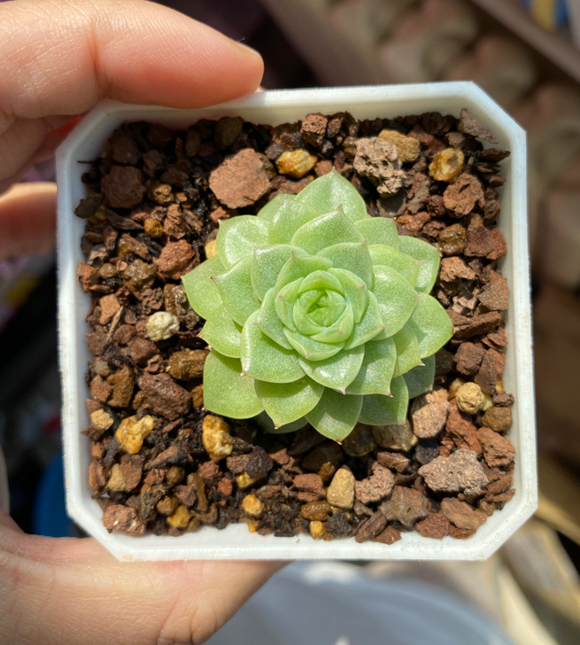 出麦秆女王，40起 想要哪颗私聊