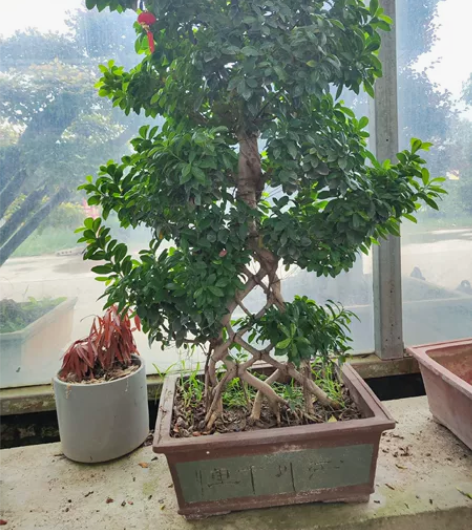 古庄榕树盆景，带高端紫砂盆，原盆原土打木架...