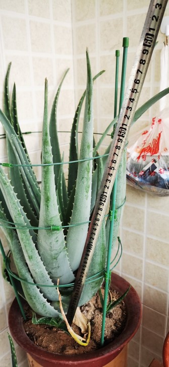 自家养库拉索芦荟太多出售一部分。不带盆，拍...