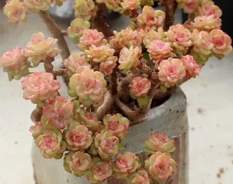 多肉植物老桩超特大尺寸劳尔蜡牡丹云南高端巨...