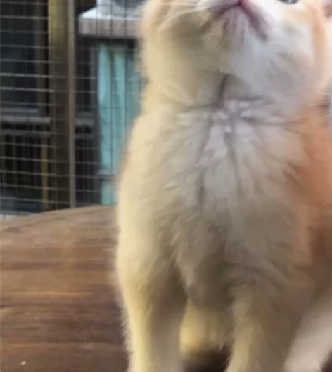 两个月的12色金渐层弟弟，明码标价，猫咪非...