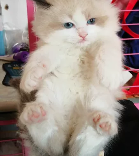 3号布偶猫家庭繁育非常健康 非常可爱 感兴...