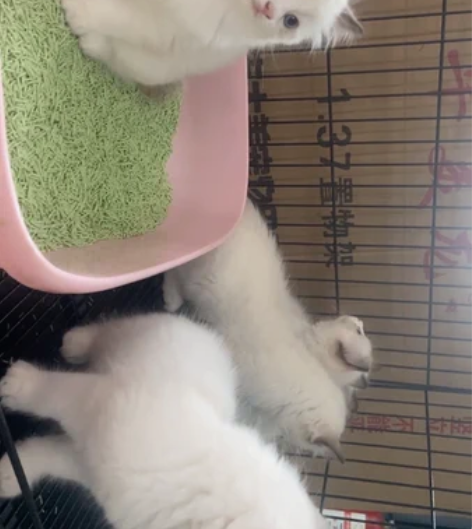 家庭繁殖布偶猫  公母都有 非常胖非常干净...