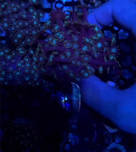 双色茉莉流星茉莉珊瑚长须茉莉珊瑚 视频这个...