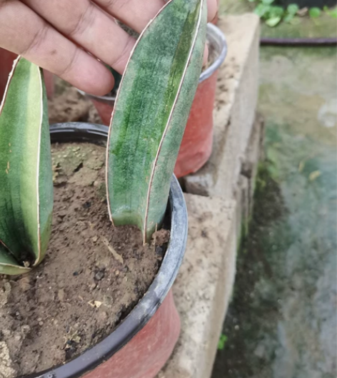 棒球杆虎尾兰，出一片 感兴趣的话点“我想要...