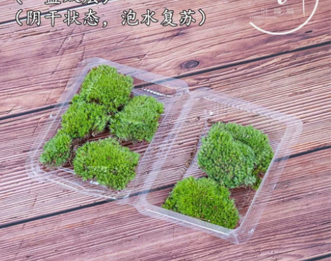 小白发苔藓鲜活铺面青苔微景观室内茶桌禅意盆...