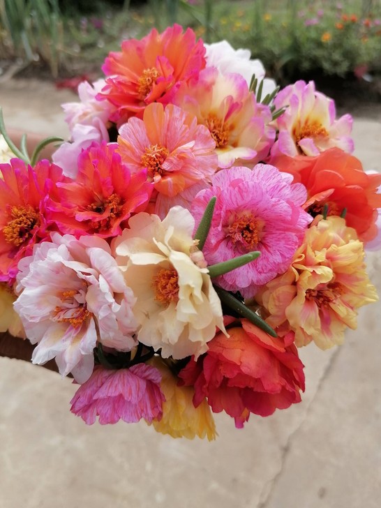 分享籽播网红太阳花种子，籽播网红和籽播普通...