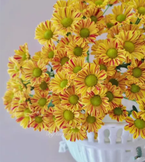 【雏菊:调色板】 双色小雏菊,花期长,好养...