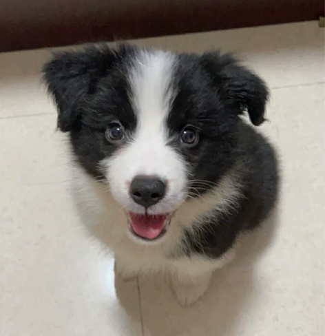 急！急！标价就是卖价！纯种边牧幼犬    ...