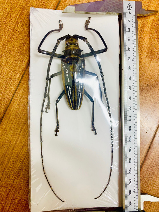 稀有天牛博物馆收藏艺术设计色彩展示昆虫标本