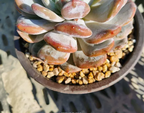 一物一拍叠叶旋转叠叶星影厚叶橙梦露，15厘...