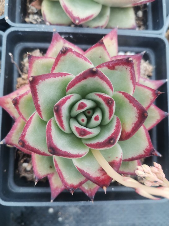盆口10厘米大乌木     乌木    多...