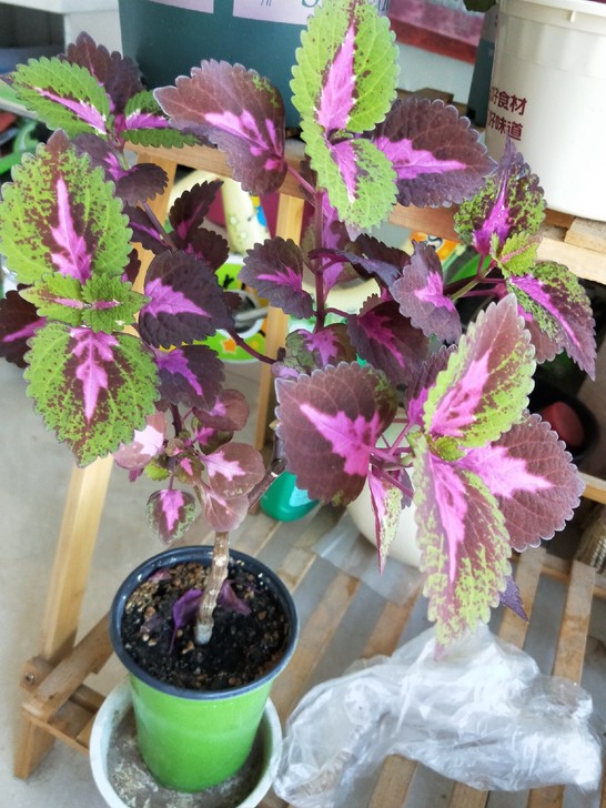 彩叶草，超级好养，还可以水培，颜色随光照，...