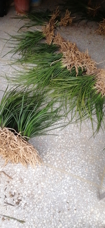 浓香型蕙兰15元一斤，满3斤以上包邮，连体...