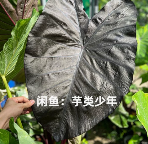 Colocasia Diamond Hea...