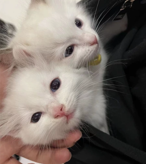 撸猫撸猫凭绿码上门10块钱一次，一次一小时...