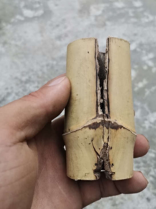 玉竹把玩件料，密度好