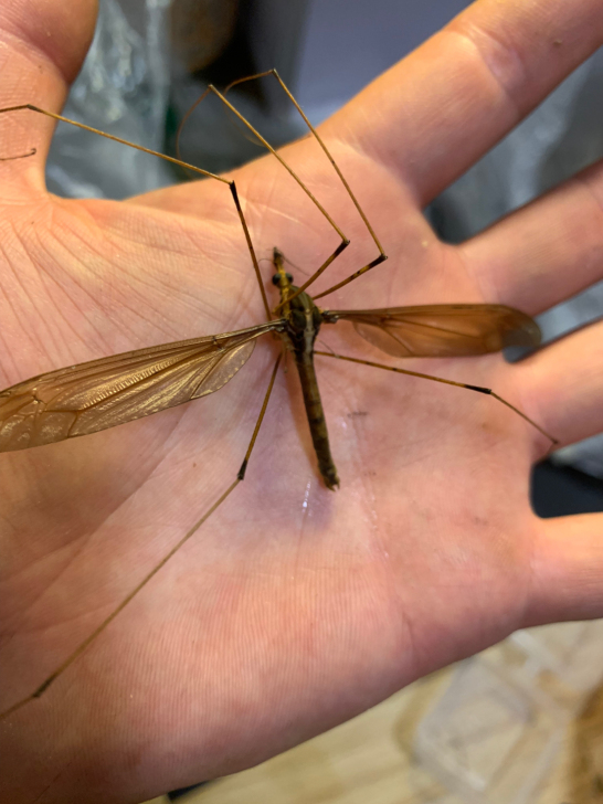 巨型大蚊子，咬一口是什么感觉。翅展9.2左...