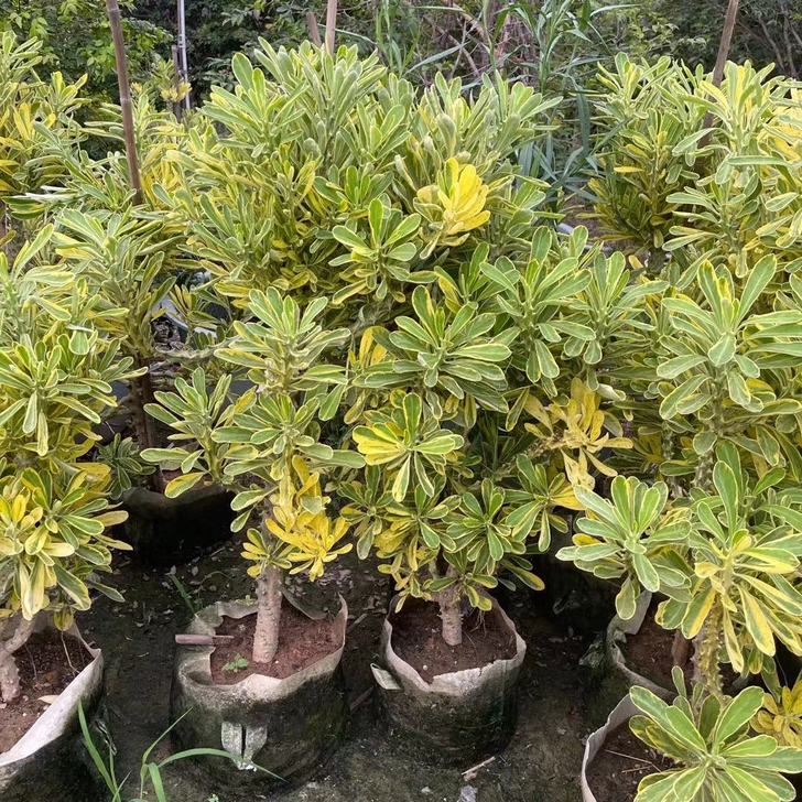 霸王鞭自然锦,稀有品种造型优美,叶片茂密,...