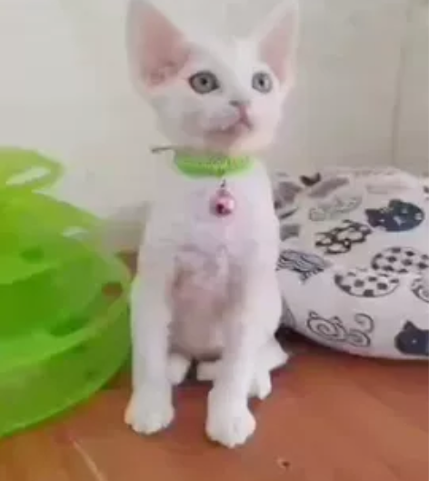 德文卷毛猫弟弟妹妹低价找领养，找对他好的宠...