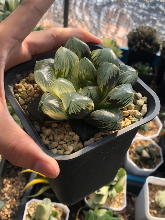 玉檀寿锦拉丝锦母本萝卜根