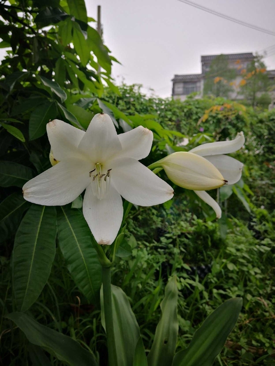 克里斯多夫，刚分株的中苗，球茎3至4Cm，...