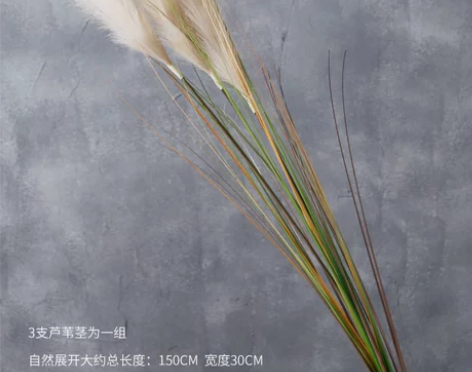 【狂欢价】整束长款一米五1.5大芦苇洋葱草...