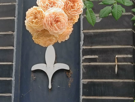 诗风词韵 古文华章 散文名家 花 人大附...