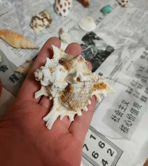 38元两斤包邮!量大促销海螺贝壳珊瑚礼包 ...