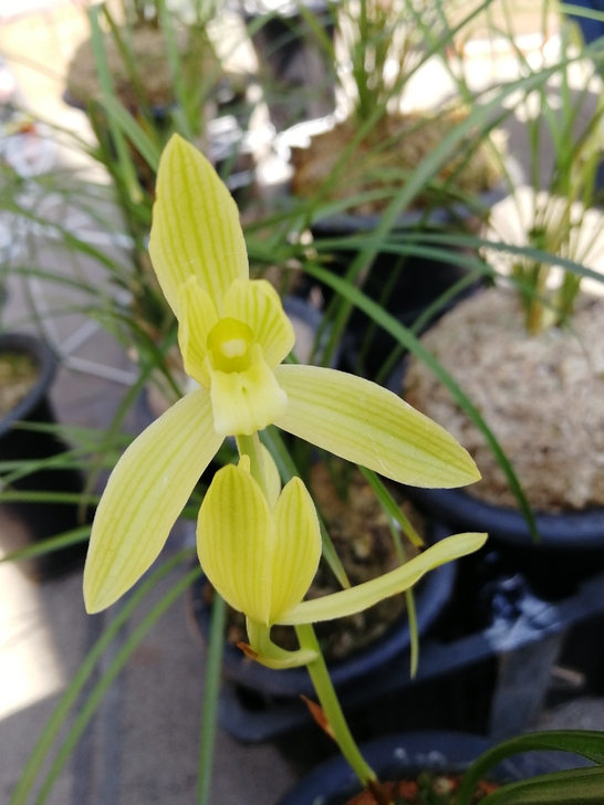 兰花莲瓣太平公主
