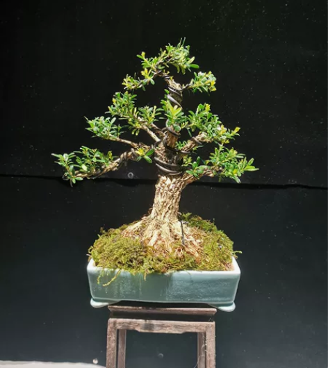 小精品雀舌黄杨,根盘稳抓有力,飘枝洒脱,层...