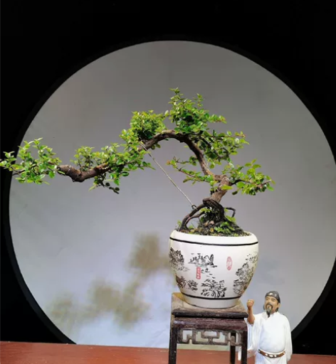 老桩飘枝雀梅盆景，带盆发货，可直接拍下。 ...