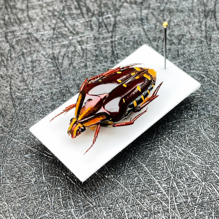 Coilodera diardi/昆虫标本...