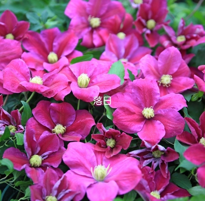 落日铁线莲 铁线莲盆栽爬藤植物苗大花藤本花卉