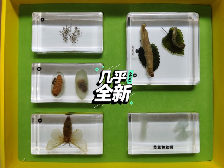 顺丰包邮，丝绸之路，蚕标本，千千谷昆虫标本...