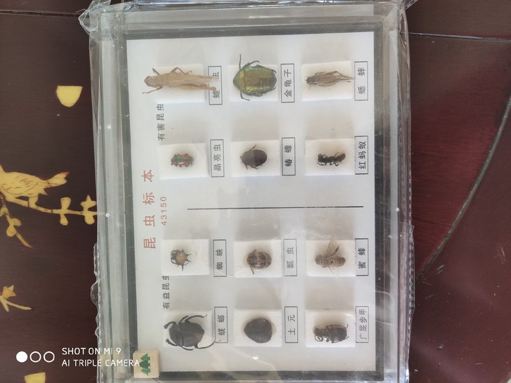 昆虫标本，买太多了用不了，亏本处理