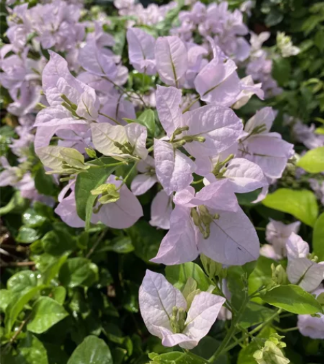 出一颗准备做高飘的冰山美人（浅茄） 可自行...