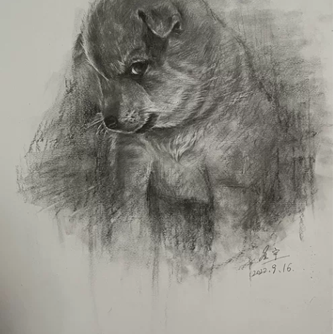 素描小狗，发布作品均为写生作品，不会出现重...