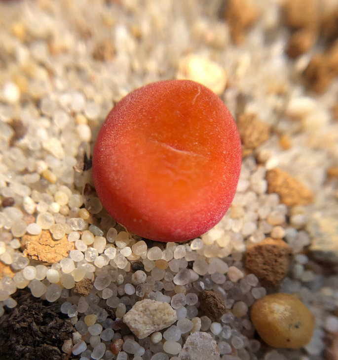 毛汉尼水蜜桃 江南种源 1430.5 包品...