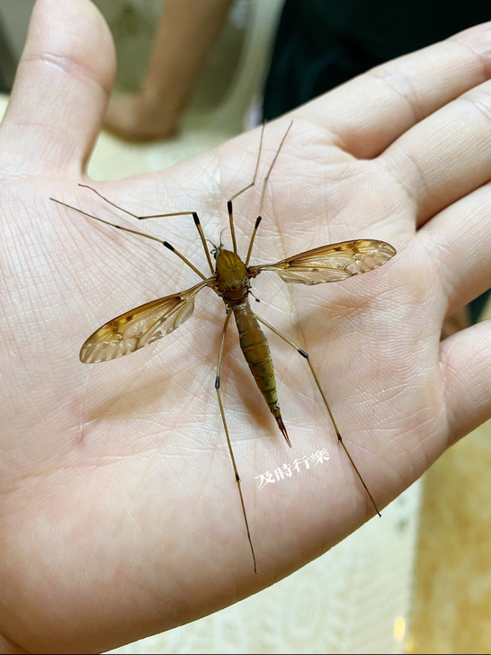 大蚊子 昆虫 标本 巨型蚊子