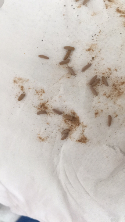素色似织螽の卵5枚