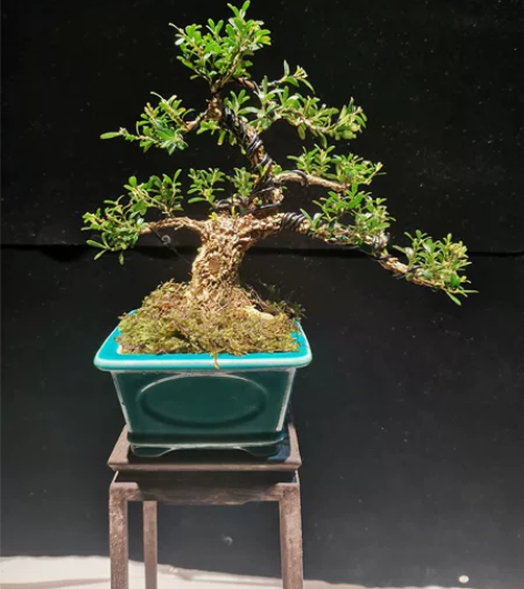 小精品雀舌黄杨,根盘稳抓有力,飘枝洒脱,层...