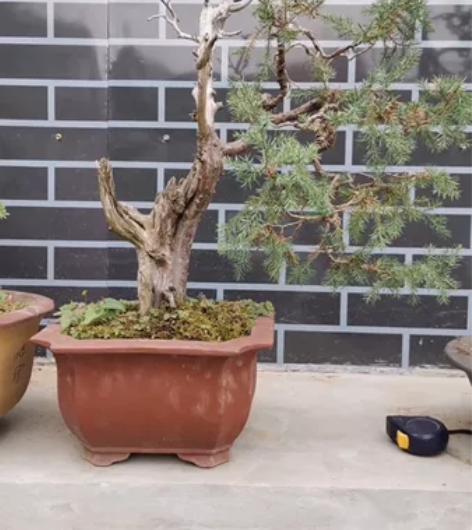 刺柏盆景，高度连盆70，飘枝长40，直径7...