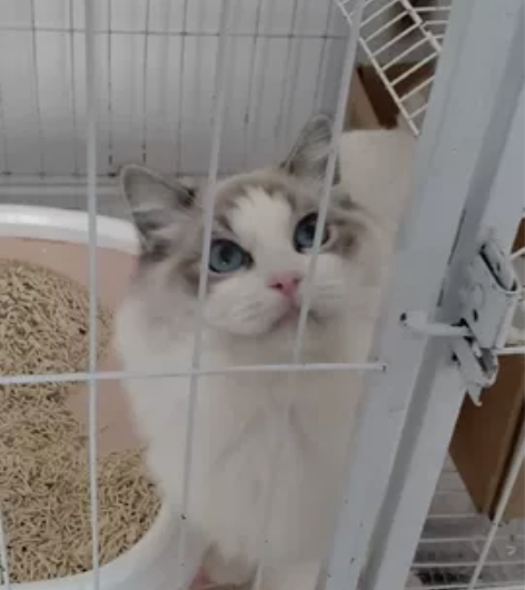 海山弟弟,非常漂亮,开脸正,大体格,4个半...