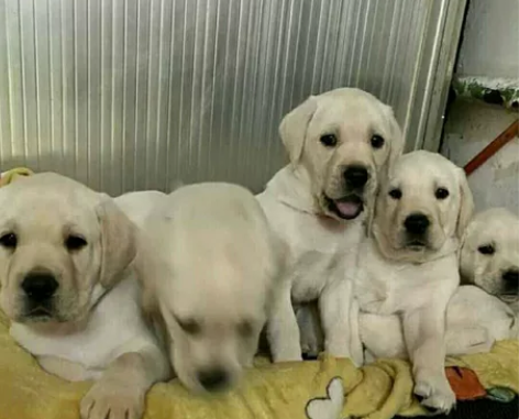 自提自家养的拉布拉多幼犬，拉不拉多幼犬宠物...
